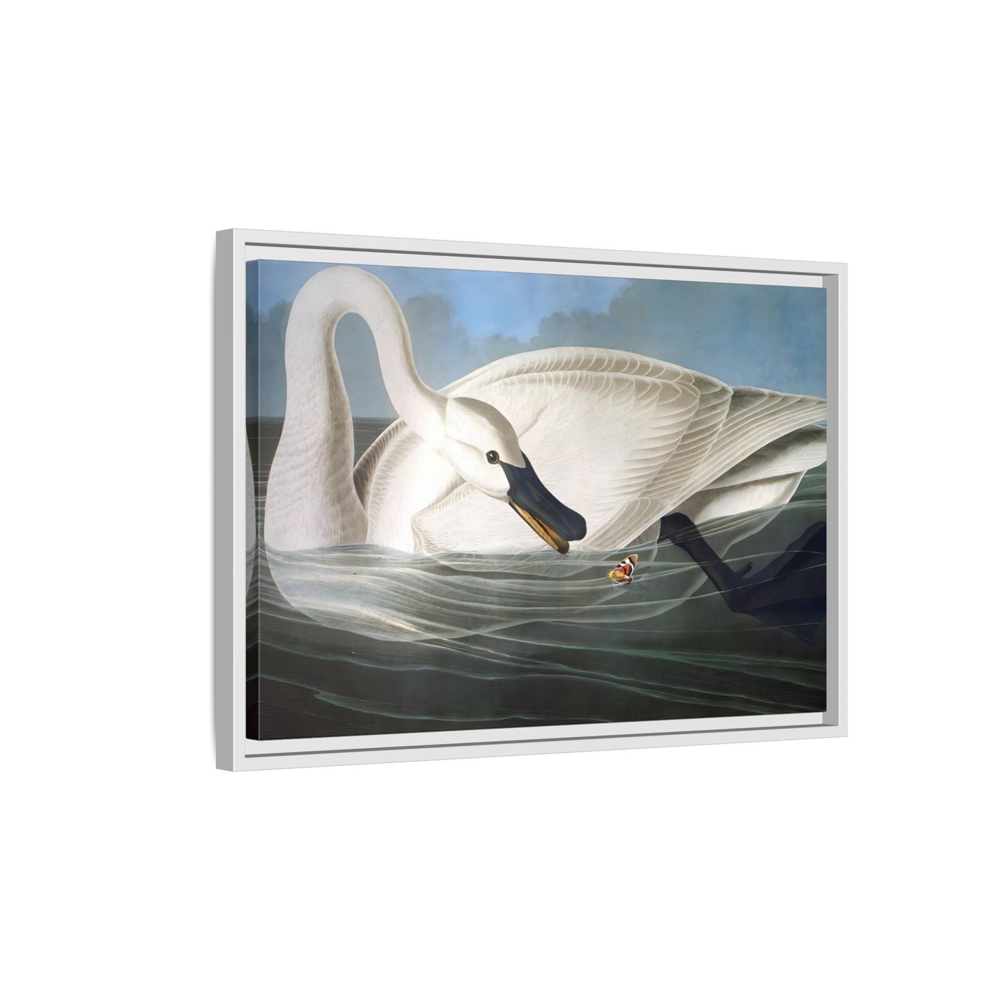 Audubon Trumpeter Swan Canvas Print - Framed America Bird Wall Art - YesArtYes