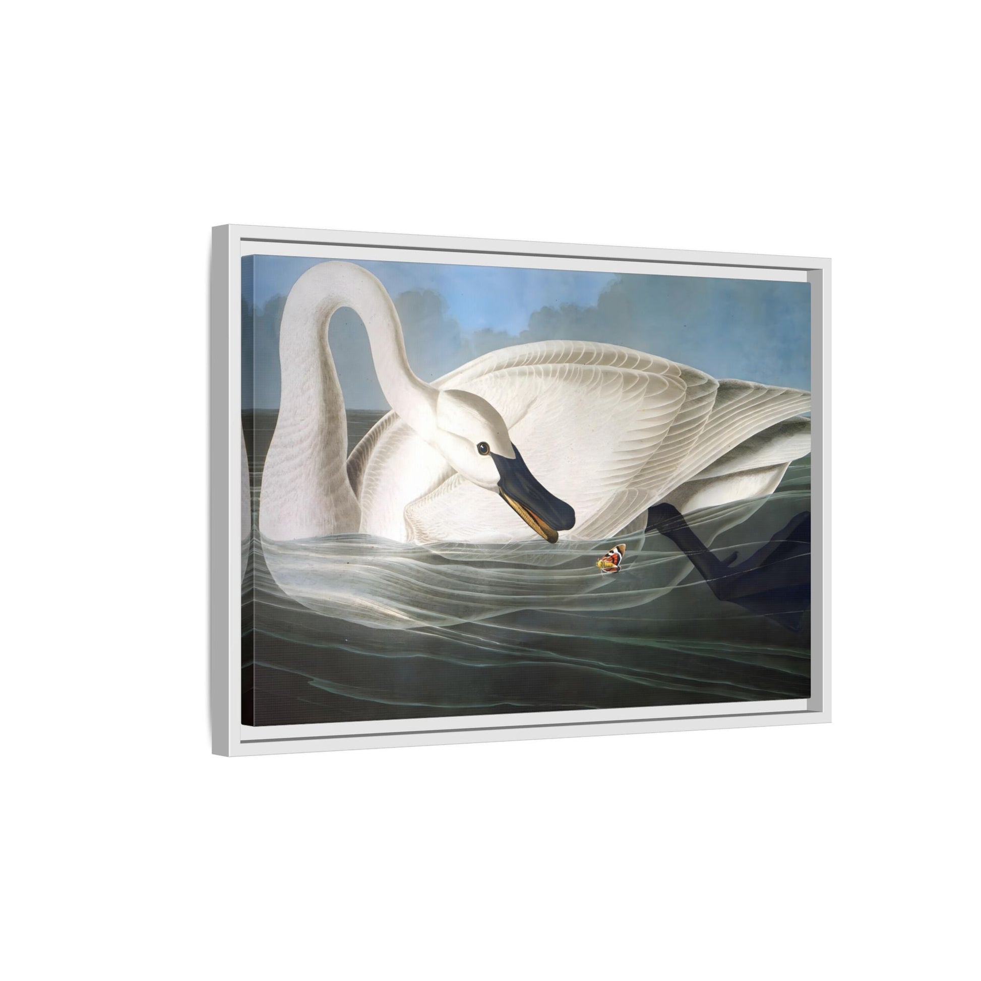 Audubon Trumpeter Swan Canvas Print - Framed America Bird Wall Art - YesArtYes