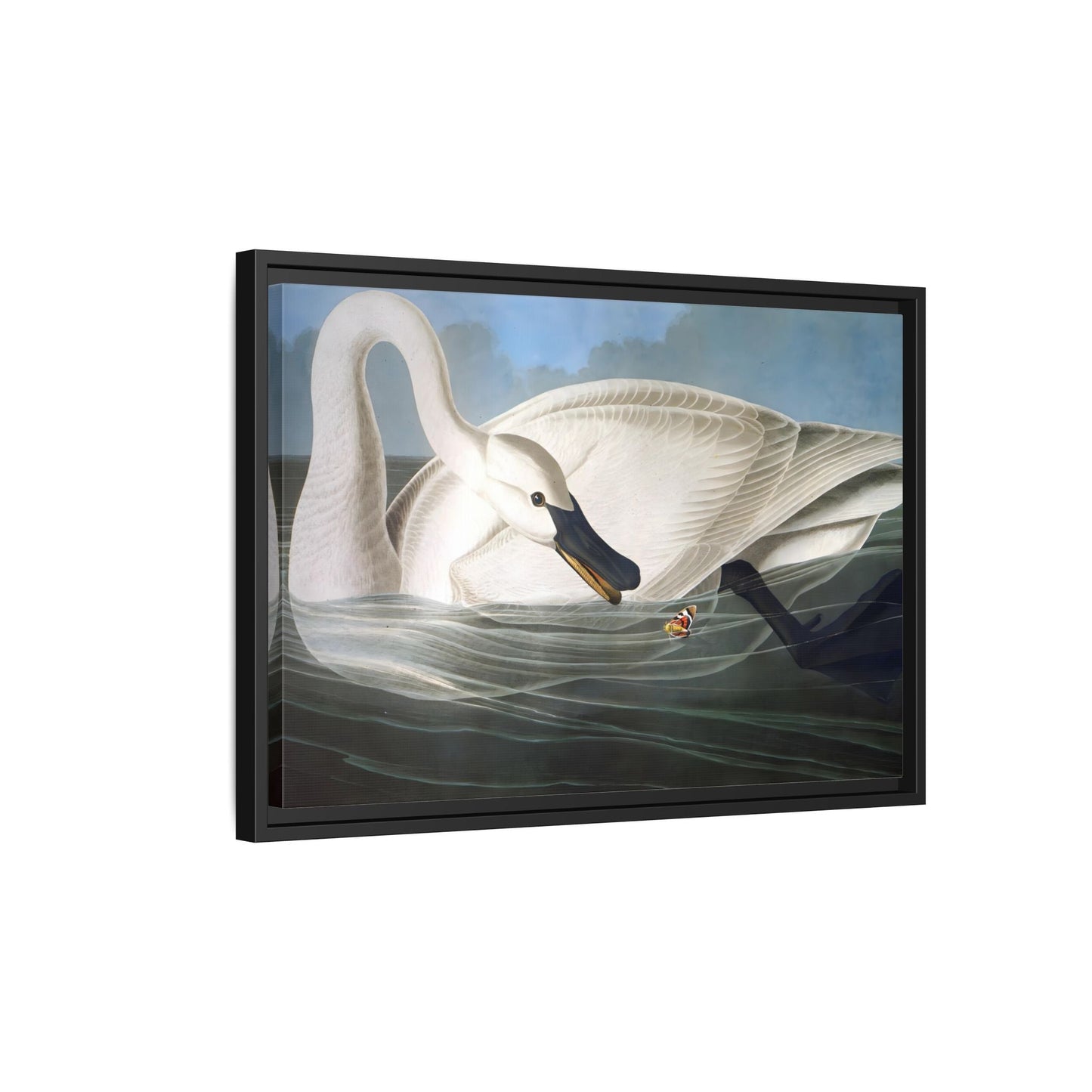 Audubon Trumpeter Swan Canvas Print - Framed America Bird Wall Art - YesArtYes