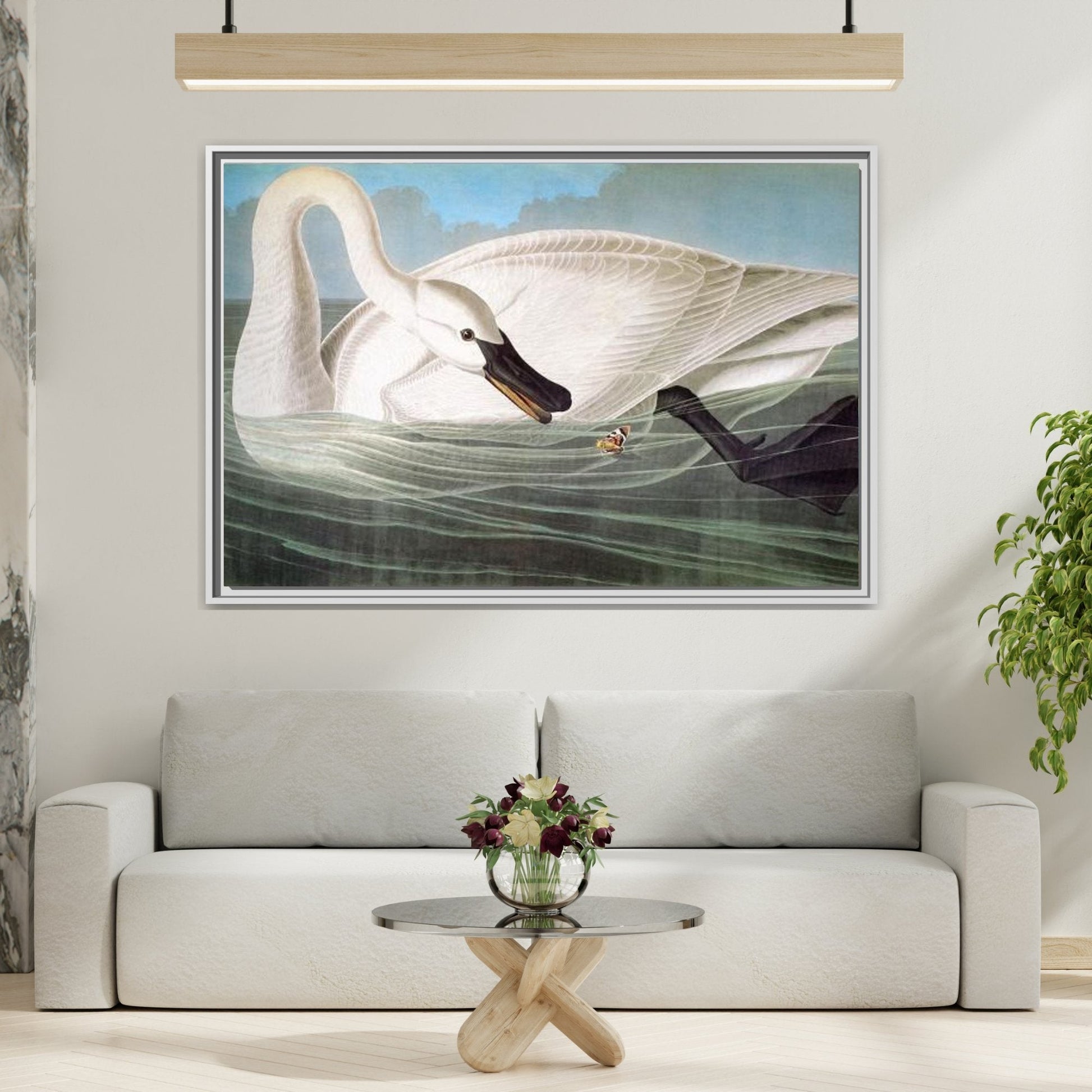 Audubon Trumpeter Swan Canvas Prints - America Birds Wall Art