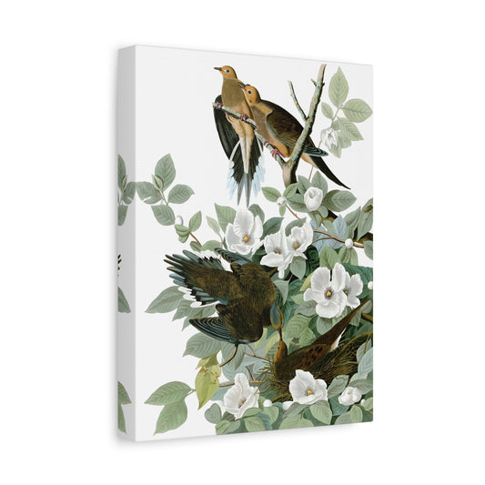 Birds Canvas Audubon Carolina Pigeon Wall Art Print - YesArtYes