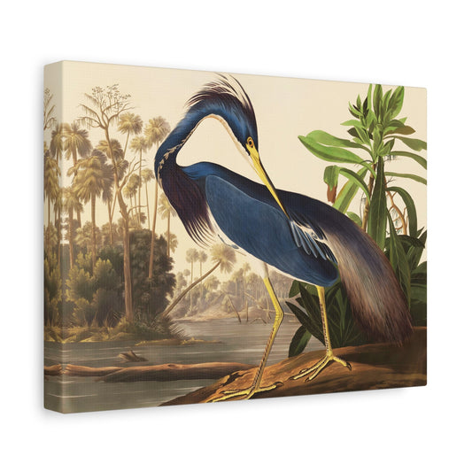 Birds of America Louisiana Heron Audubon Canvas Wall Art Print - YesArtYes