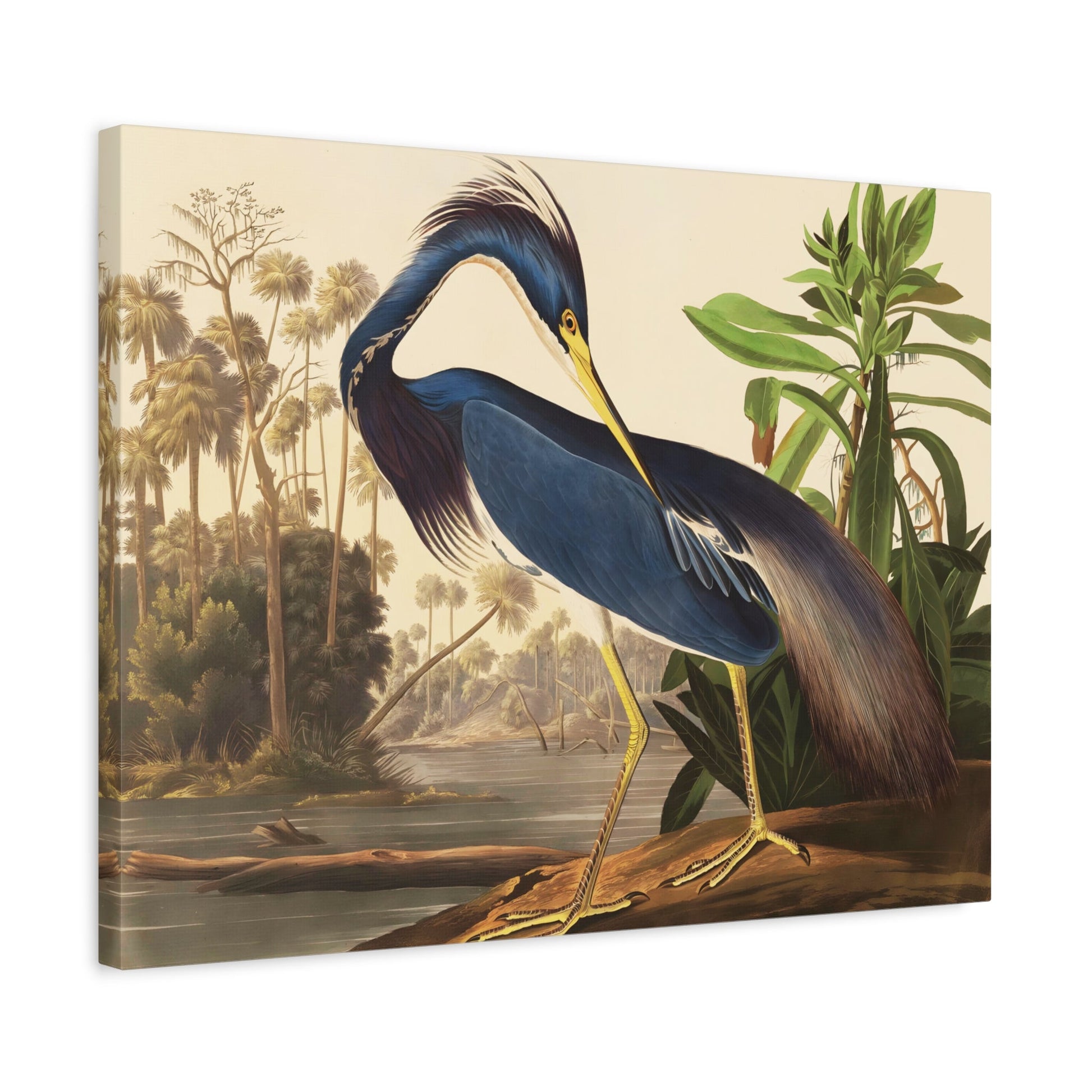 Birds of America Louisiana Heron Audubon Canvas Wall Art Print - YesArtYes