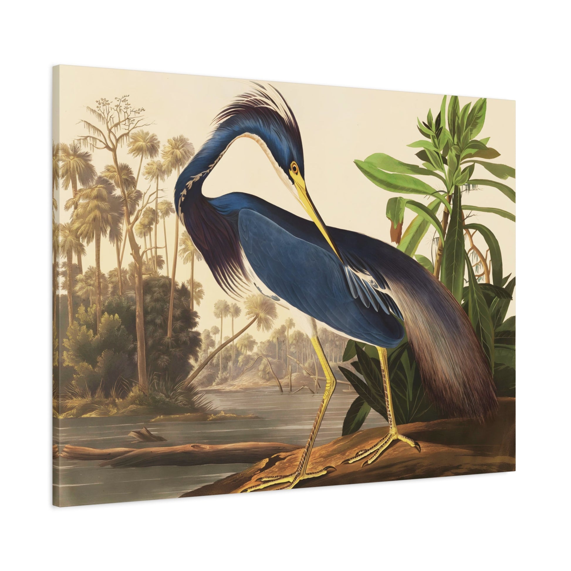 Birds of America Louisiana Heron Audubon Canvas Wall Art Print - YesArtYes