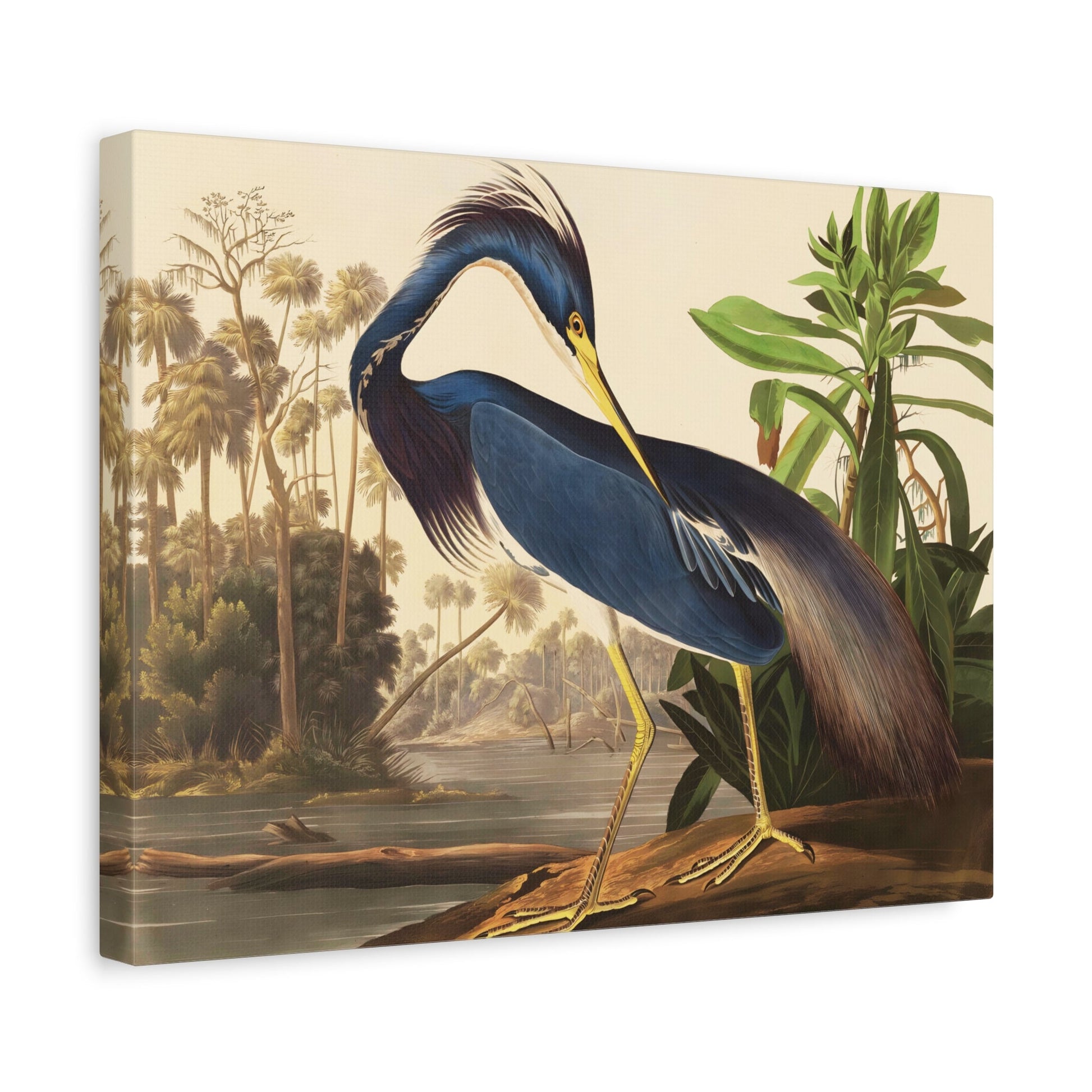 Birds of America Louisiana Heron Audubon Canvas Wall Art Print - YesArtYes