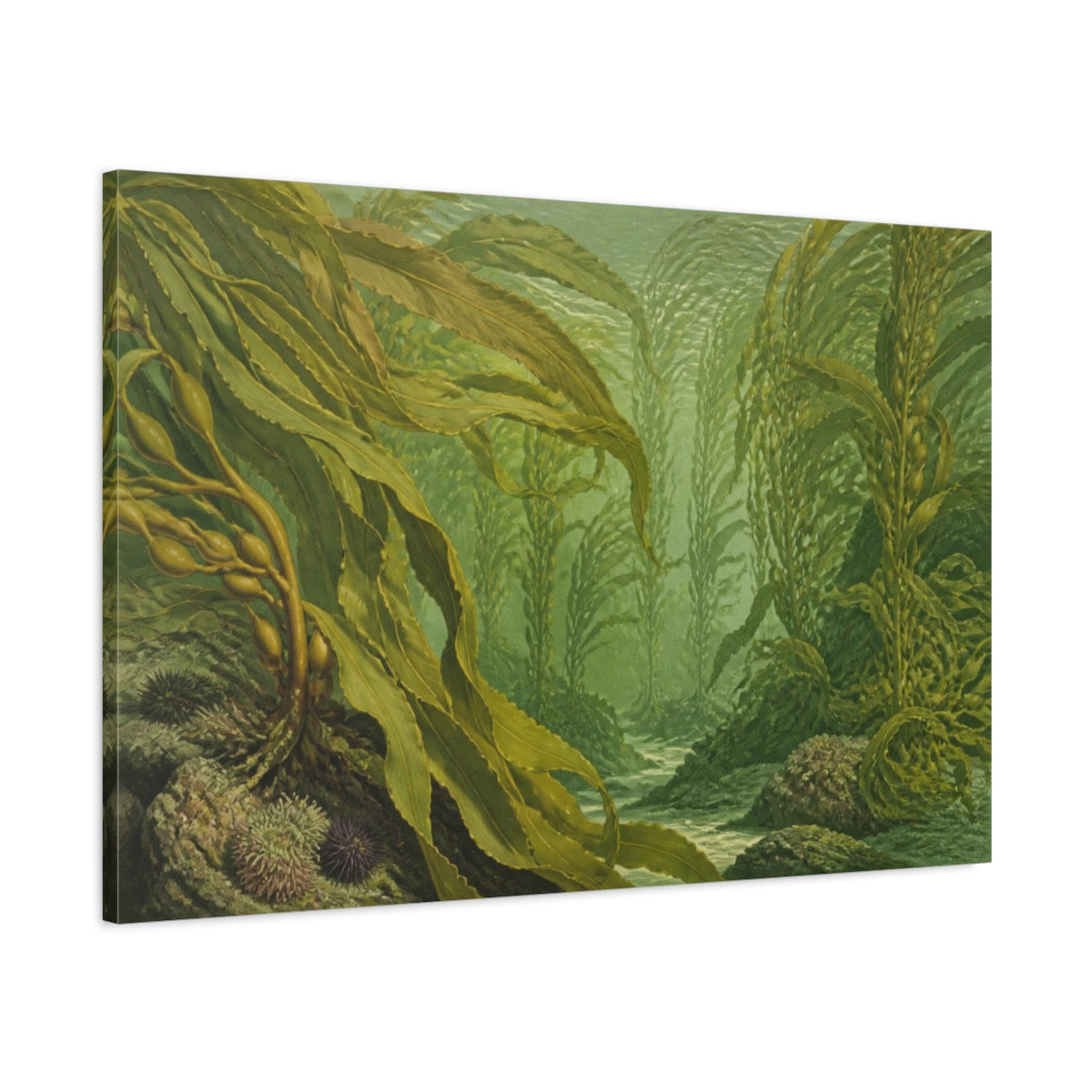 Main Mockup. Botanical Kelp Fronds shown as canvas print