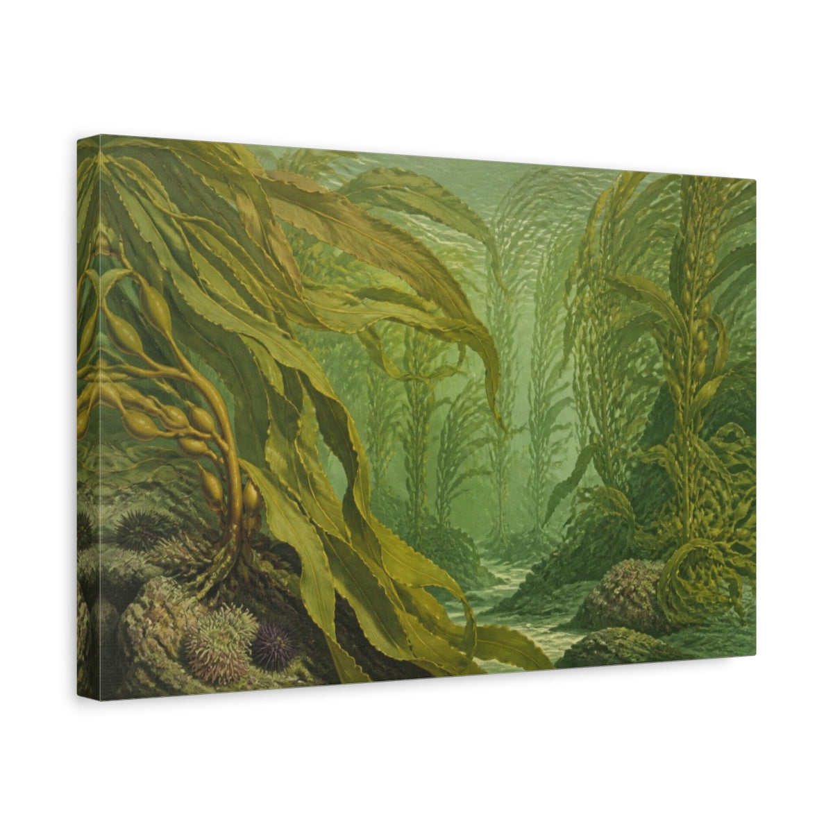 Side Mockup 4. Botanical Kelp Fronds shown as canvas print