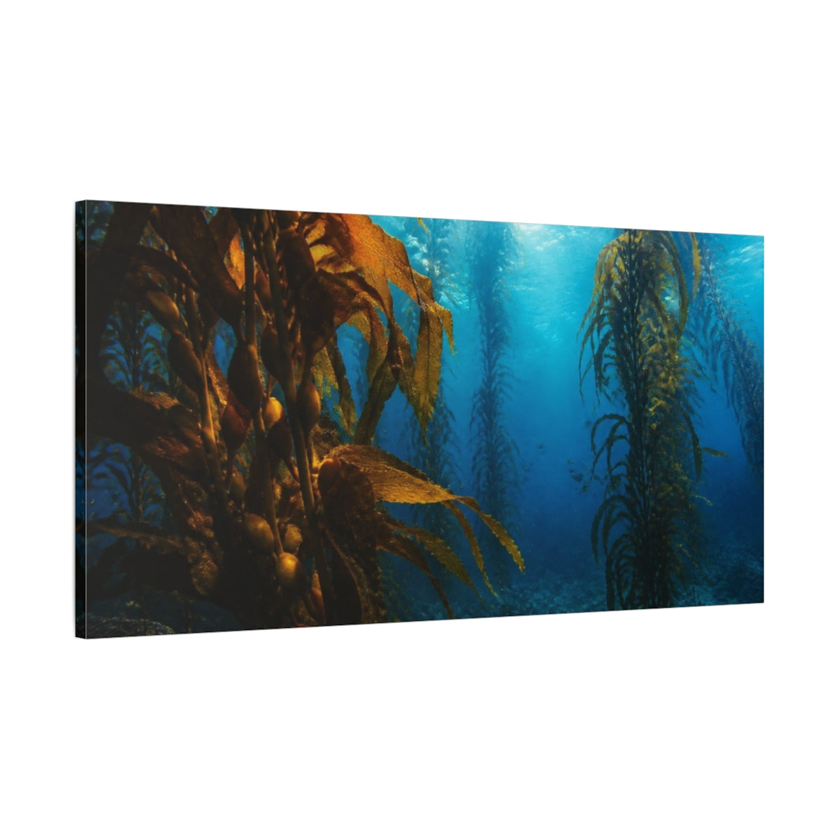 Main Mockup. Coastal Kelp Forest shown as canvas print