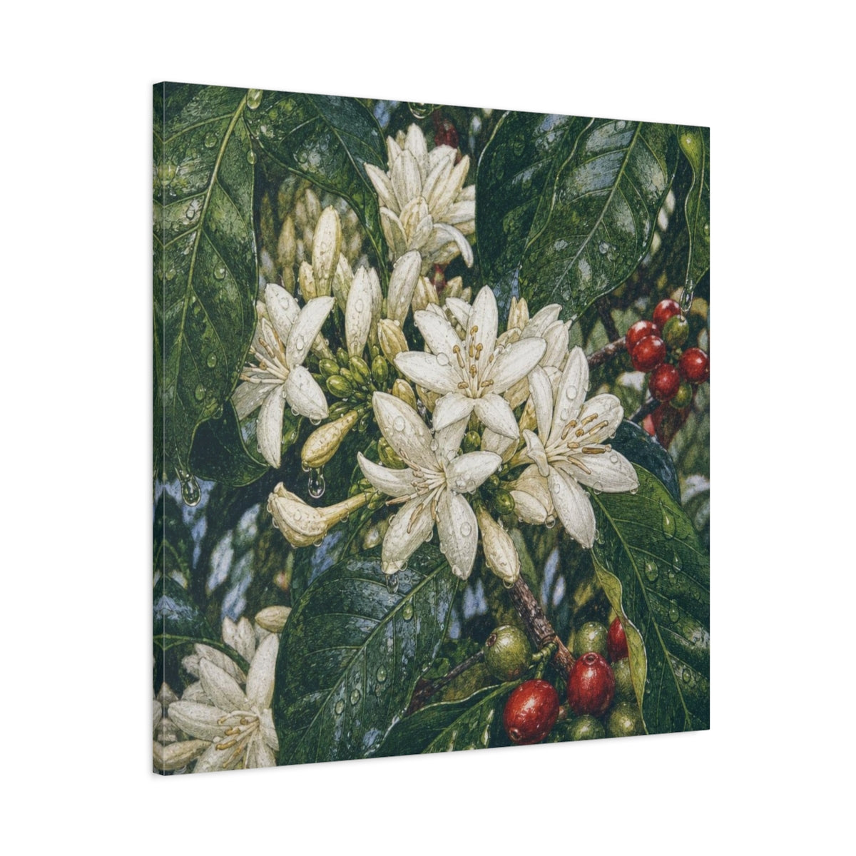 Main Mockup. Dewy Coffee Blossoms shown as canvas print