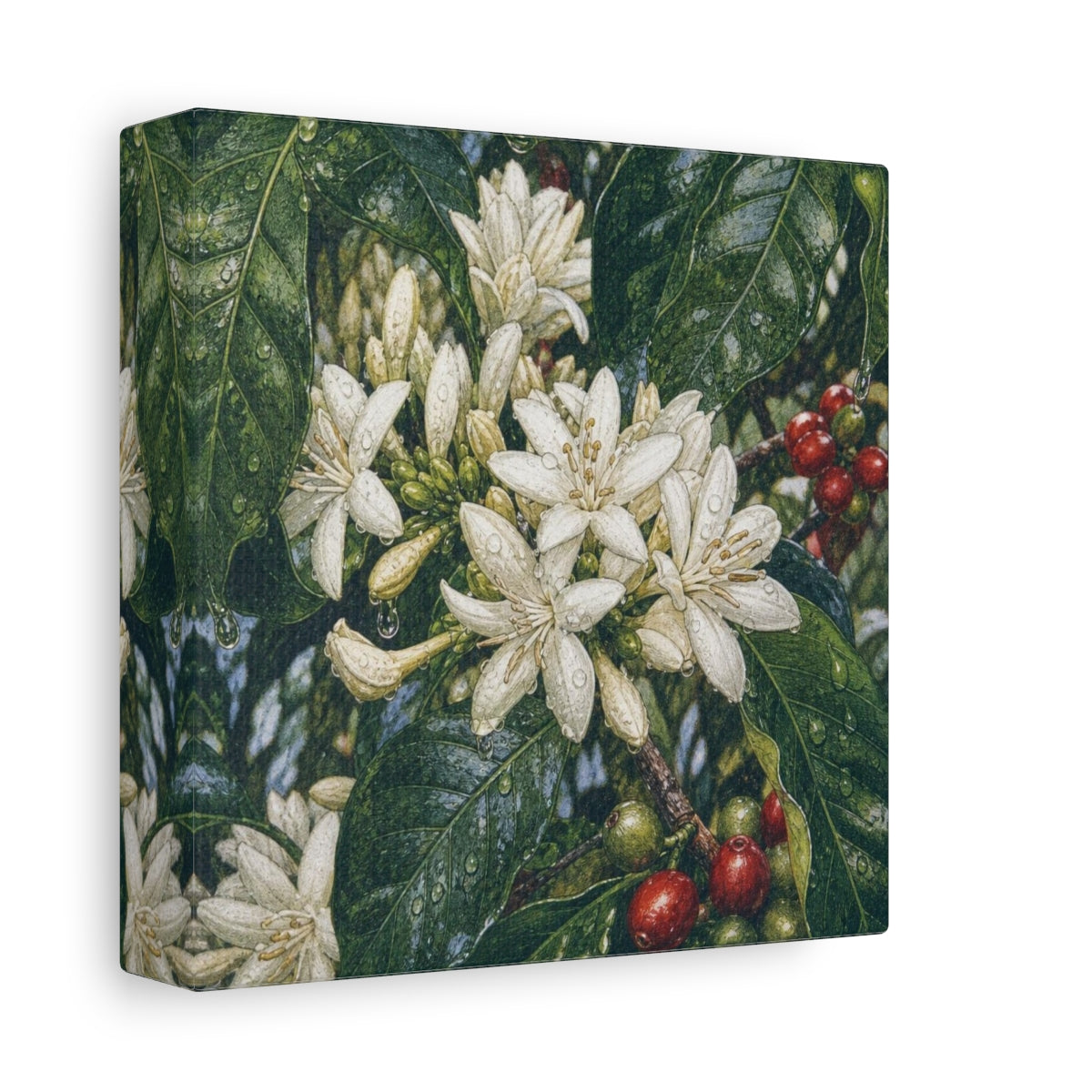 Side Mockup 2. Dewy Coffee Blossoms shown as canvas print