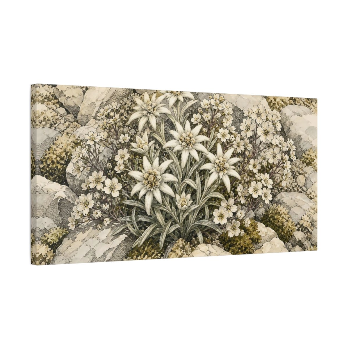 Edelweiss Plant Floral Alpine Canvas Print Wall Art – Living Room Decor, Above Sofa - YesArtYes