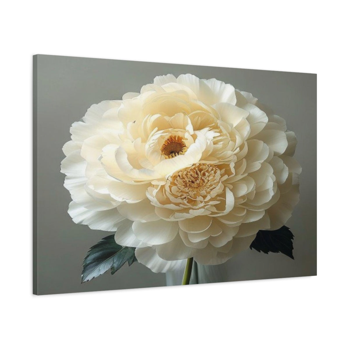 Main Mockup. Giant Ivory Ranunculus shown as canvas print