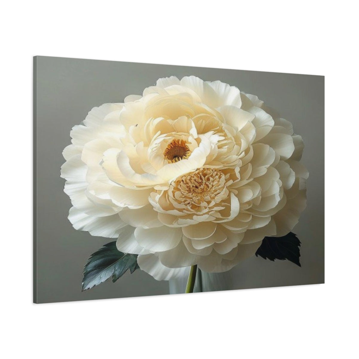Side Mockup 1. Giant Ivory Ranunculus shown as canvas print