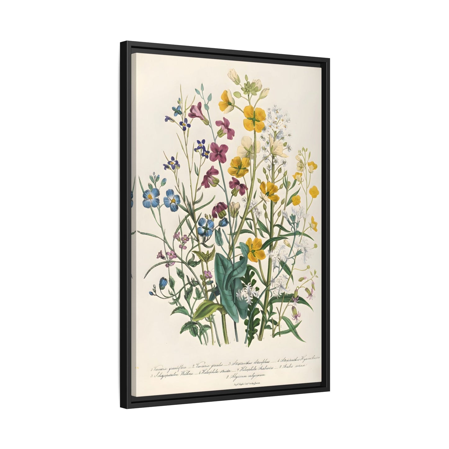 Jane Loudon Buttercups Canvas Wall Art Print - Flowers Forget Me Nots - YesArtYes