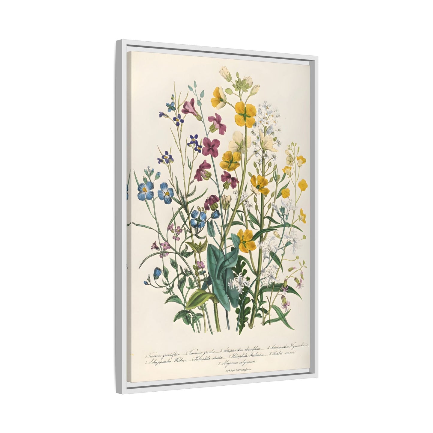 Jane Loudon Buttercups Canvas Wall Art Print - Forget Me Nots Flowers - YesArtYes