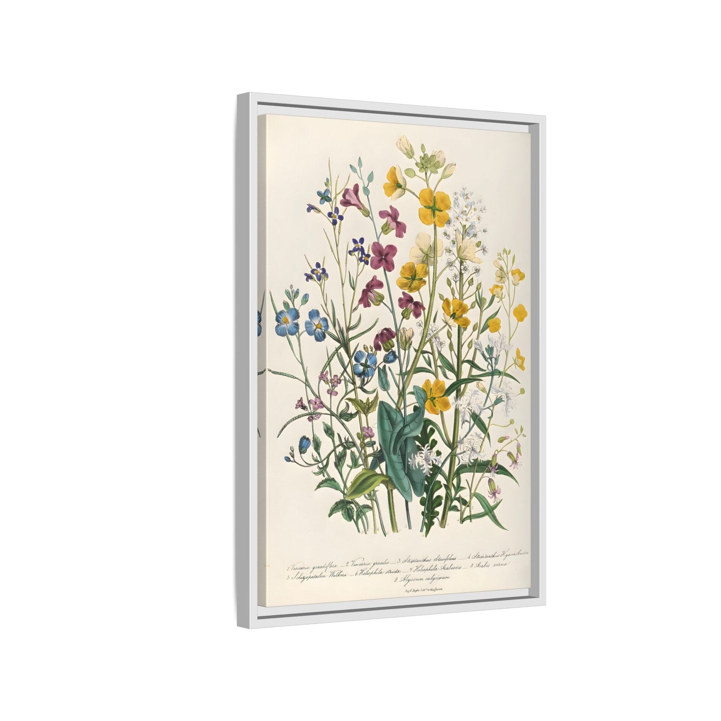 Jane Loudon Buttercups Canvas Wall Art Print - Forget Me Nots Flowers - YesArtYes