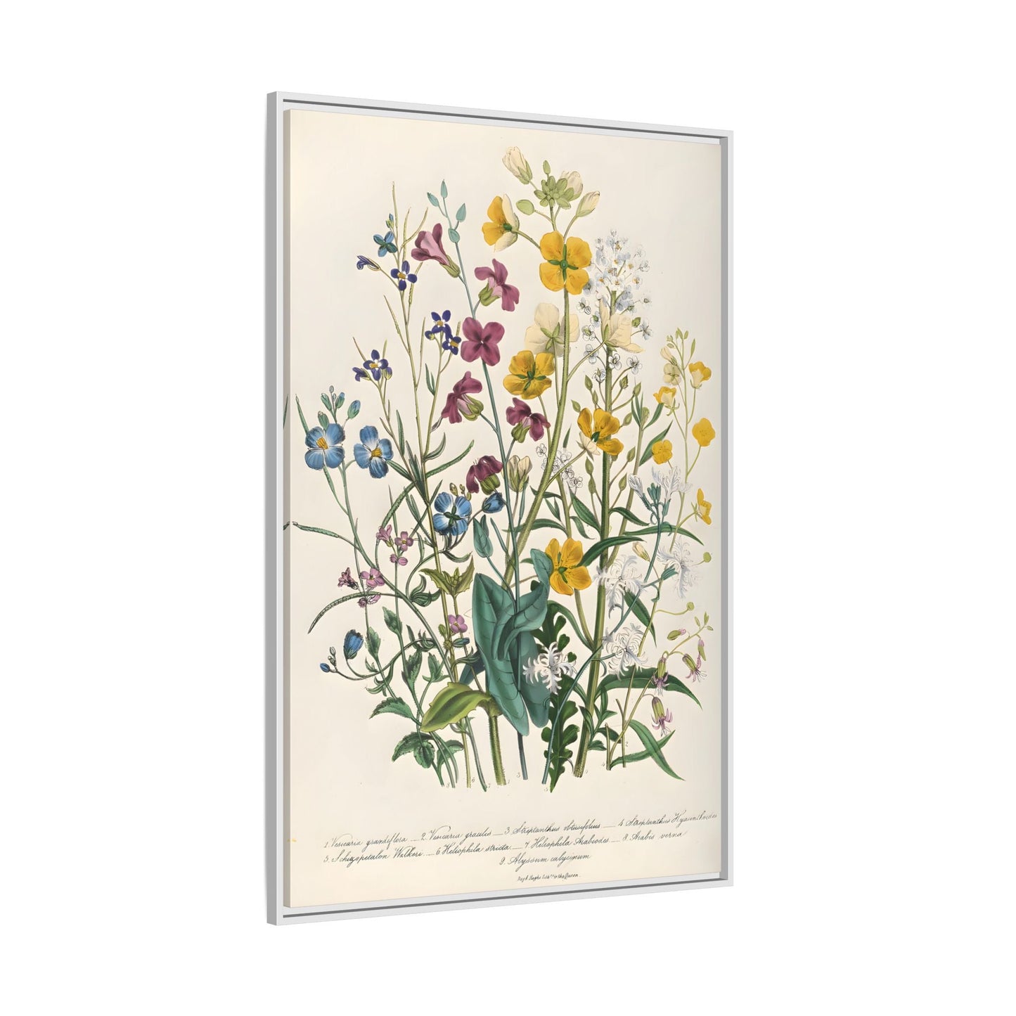 Jane Loudon Buttercups Canvas Wall Art Print - Forget Me Nots Flowers - YesArtYes