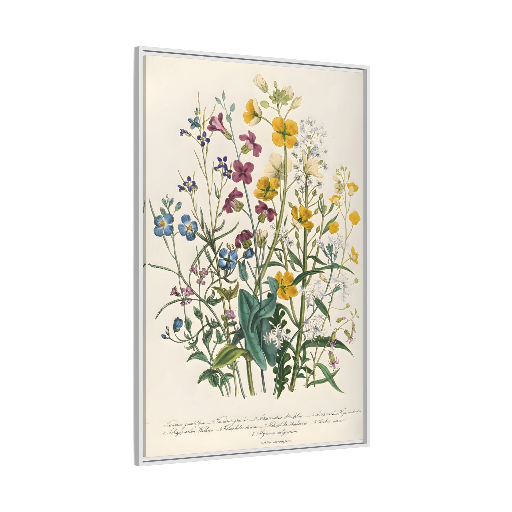 Jane Loudon Buttercups Canvas Wall Art Print - Forget Me Nots Flowers - YesArtYes