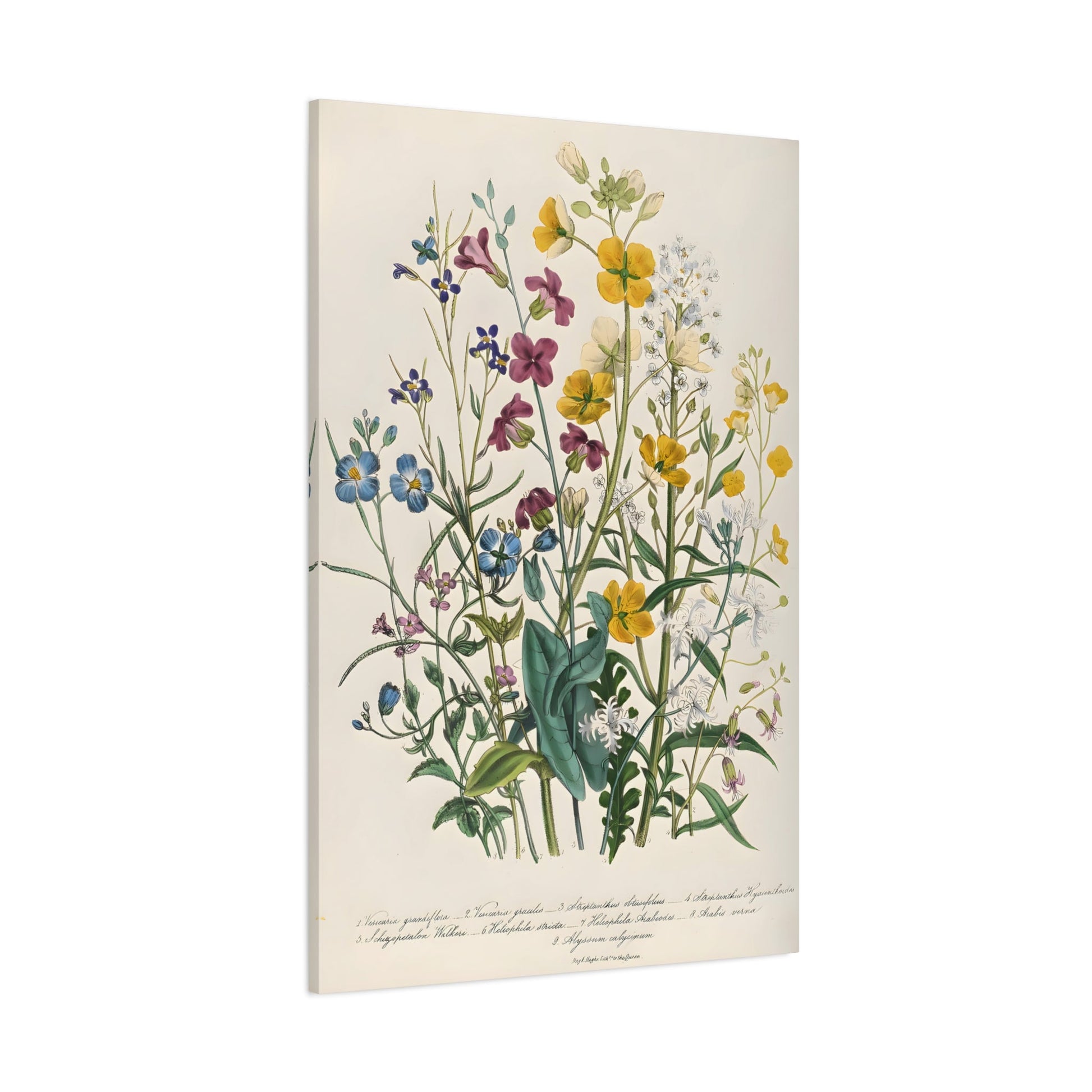 Jane Loudon Forget Me Nots and Buttercups Canvas Print - Ladies Flower Garden - YesArtYes