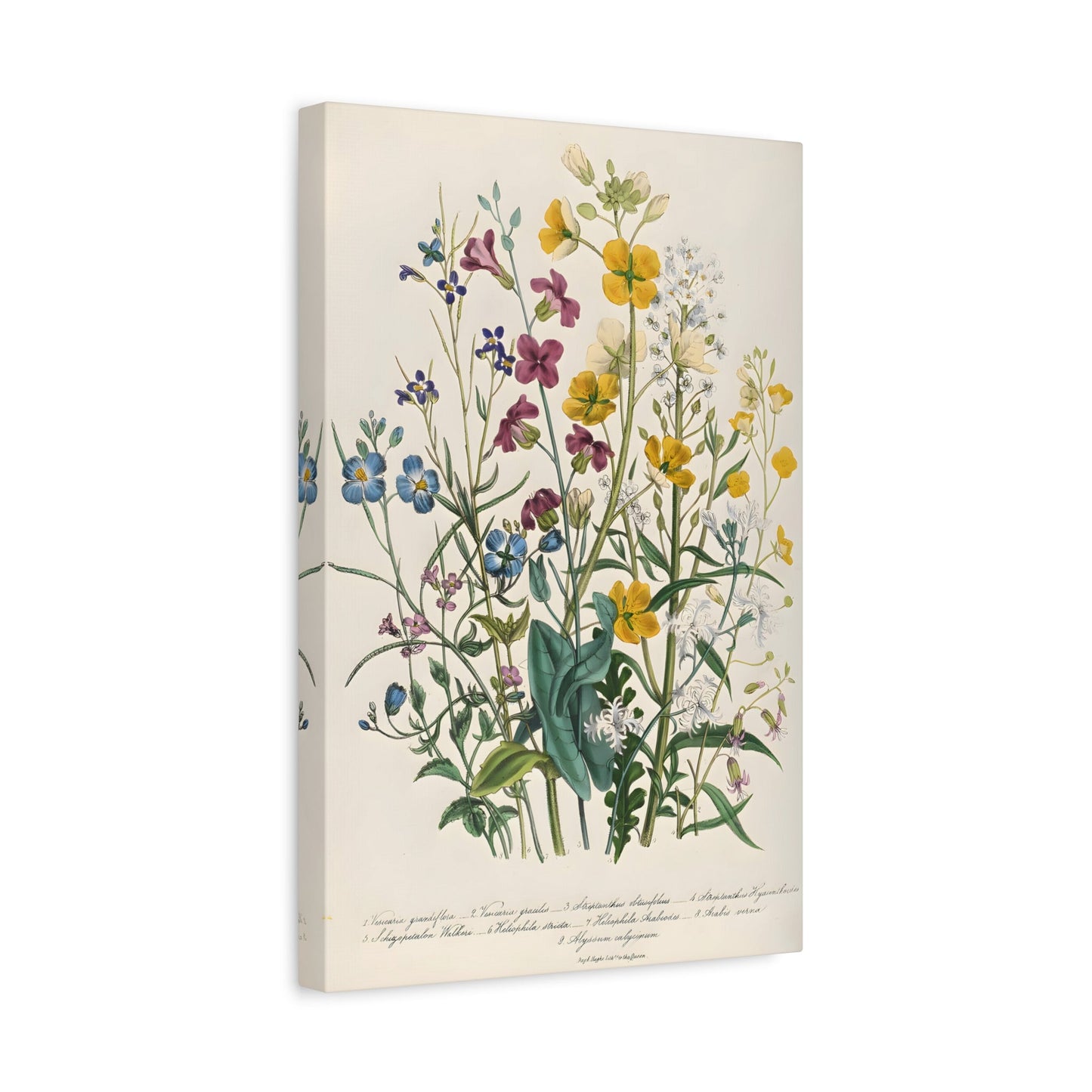 Jane Loudon Forget Me Nots and Buttercups Canvas Print - Ladies Flower Garden - YesArtYes