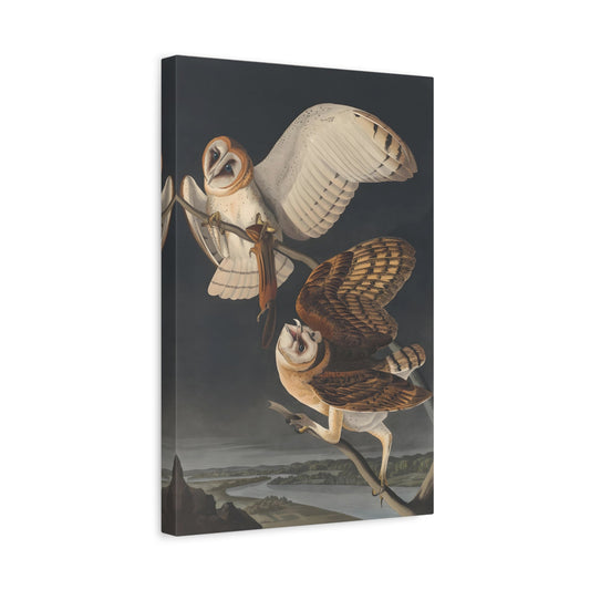 John James Audubon Barn Owl - Birds Canvas Wall Art Print Reproduction