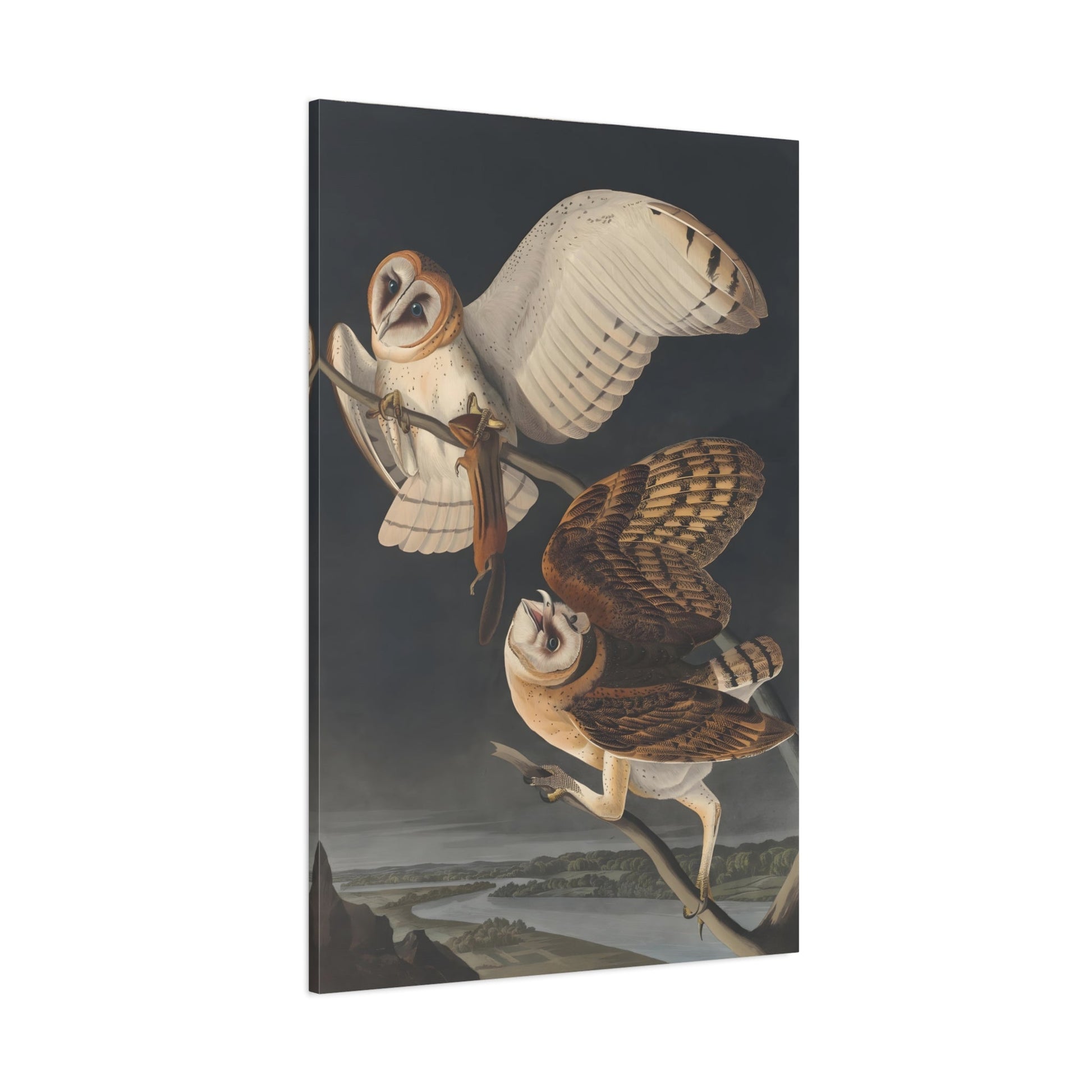 John James Audubon Barn Owl - Birds Canvas Wall Art Print Reproduction