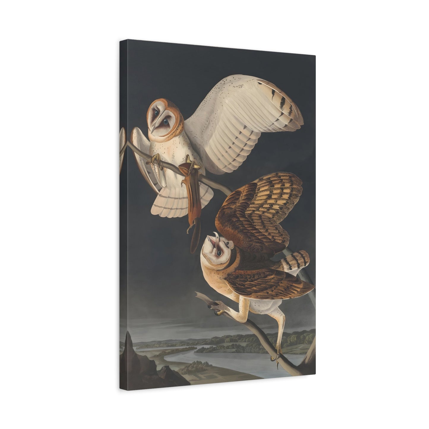 John James Audubon Barn Owl - Birds Canvas Wall Art Print Reproduction