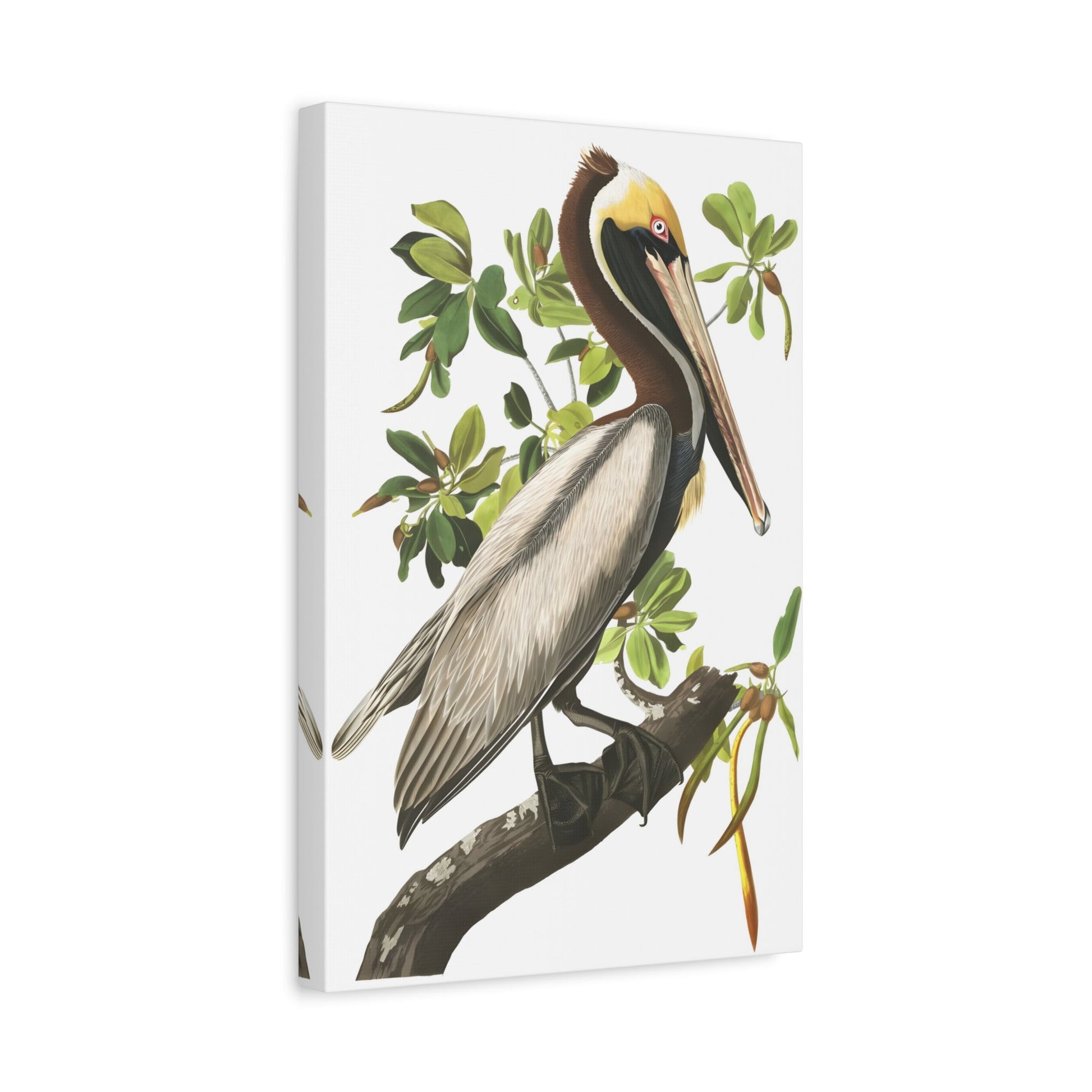 John James Audubon Brown Pelican - Canvas Wall Art Print Reproduction