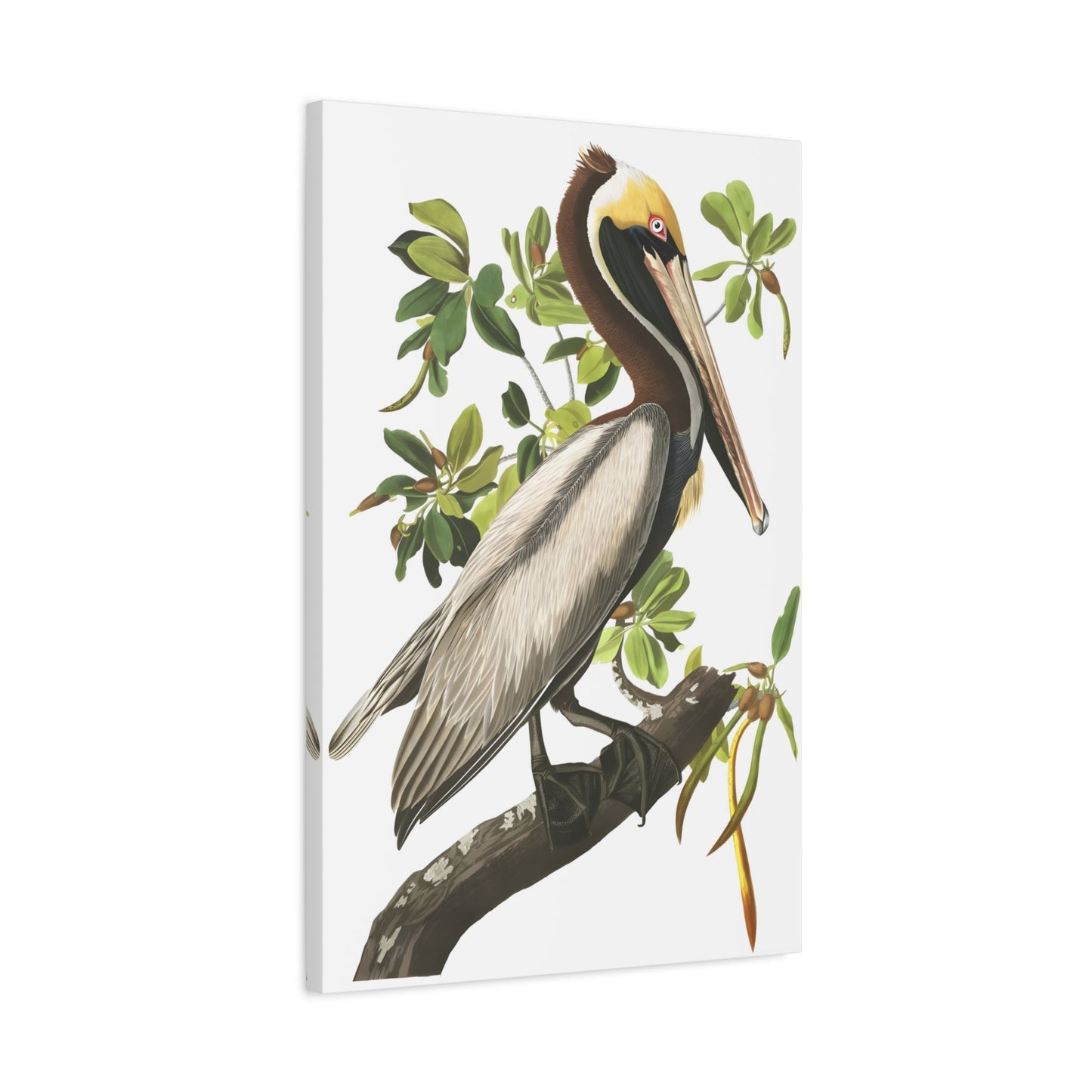 John James Audubon Brown Pelican - Canvas Wall Art Print Reproduction