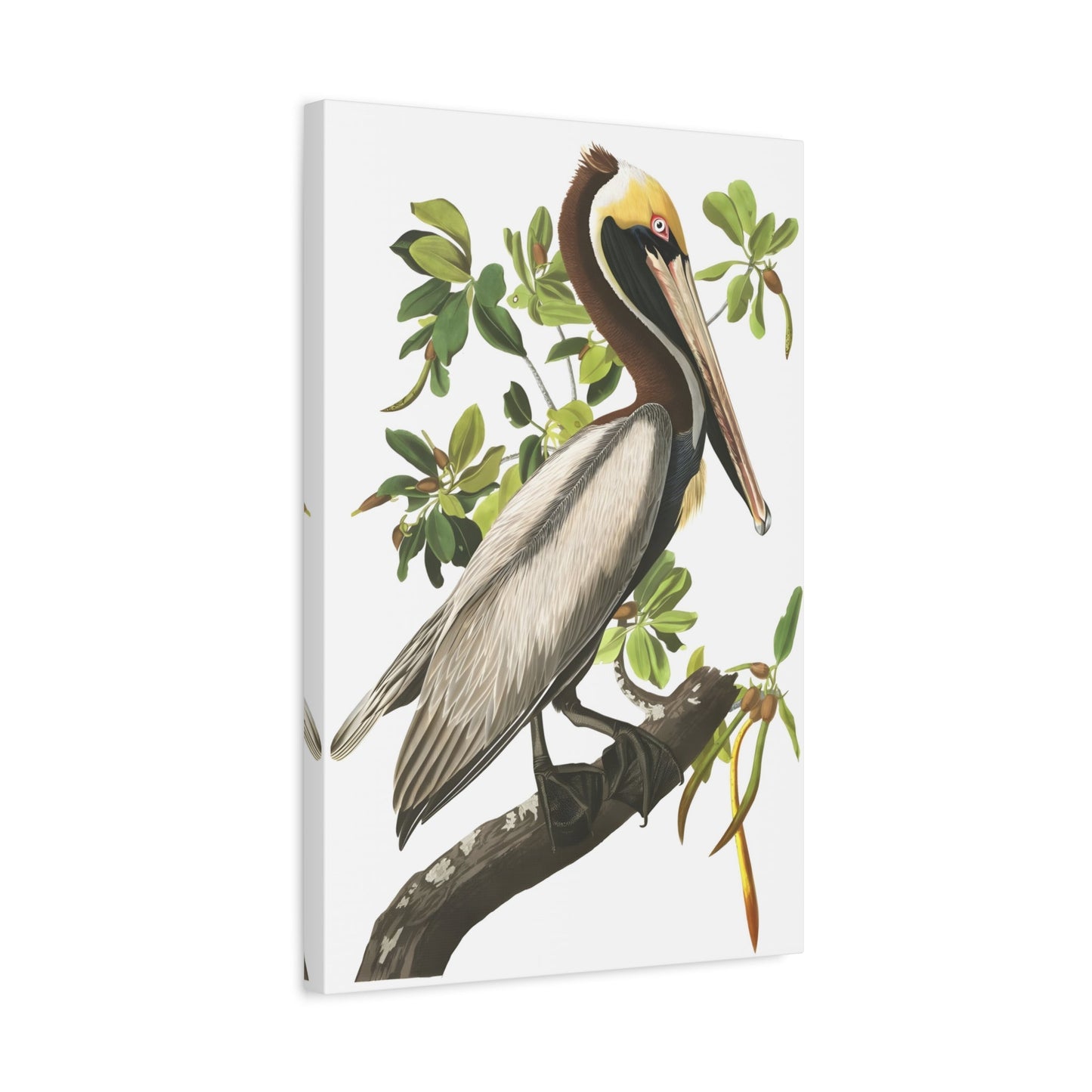 John James Audubon Brown Pelican - Canvas Wall Art Print Reproduction