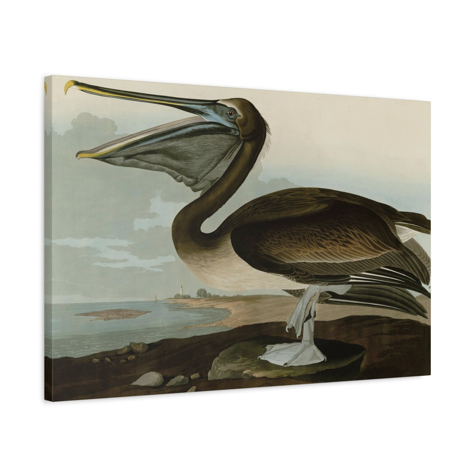 John James Audubon Brown Pelican - Canvas Wall Art Reproduction