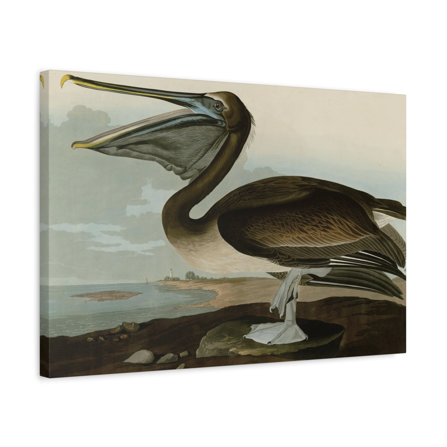 John James Audubon Brown Pelican - Canvas Wall Art Reproduction