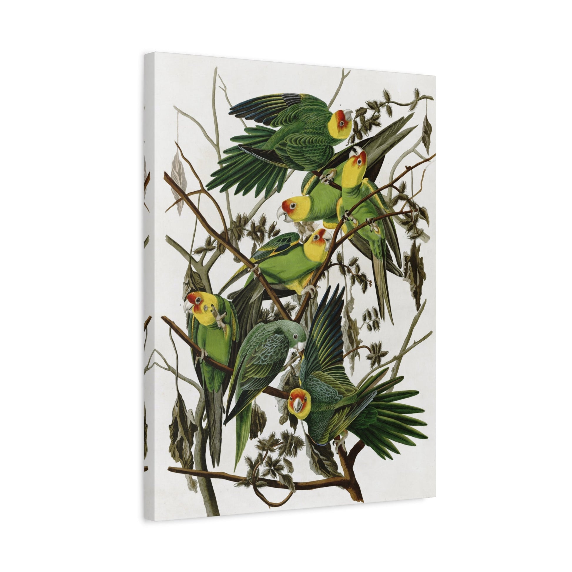 John James Audubon Carolina Parakeet - Birds Canvas Wall Art Print