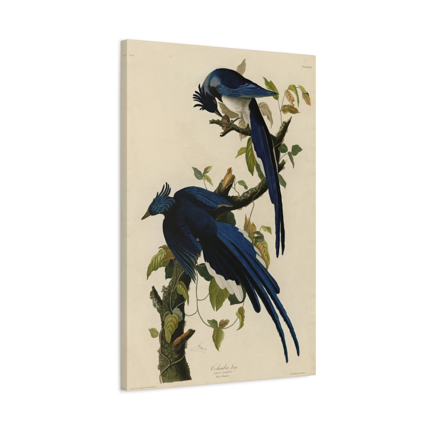 John James Audubon Columbia Jay - Parrot Canvas Wall Art Print