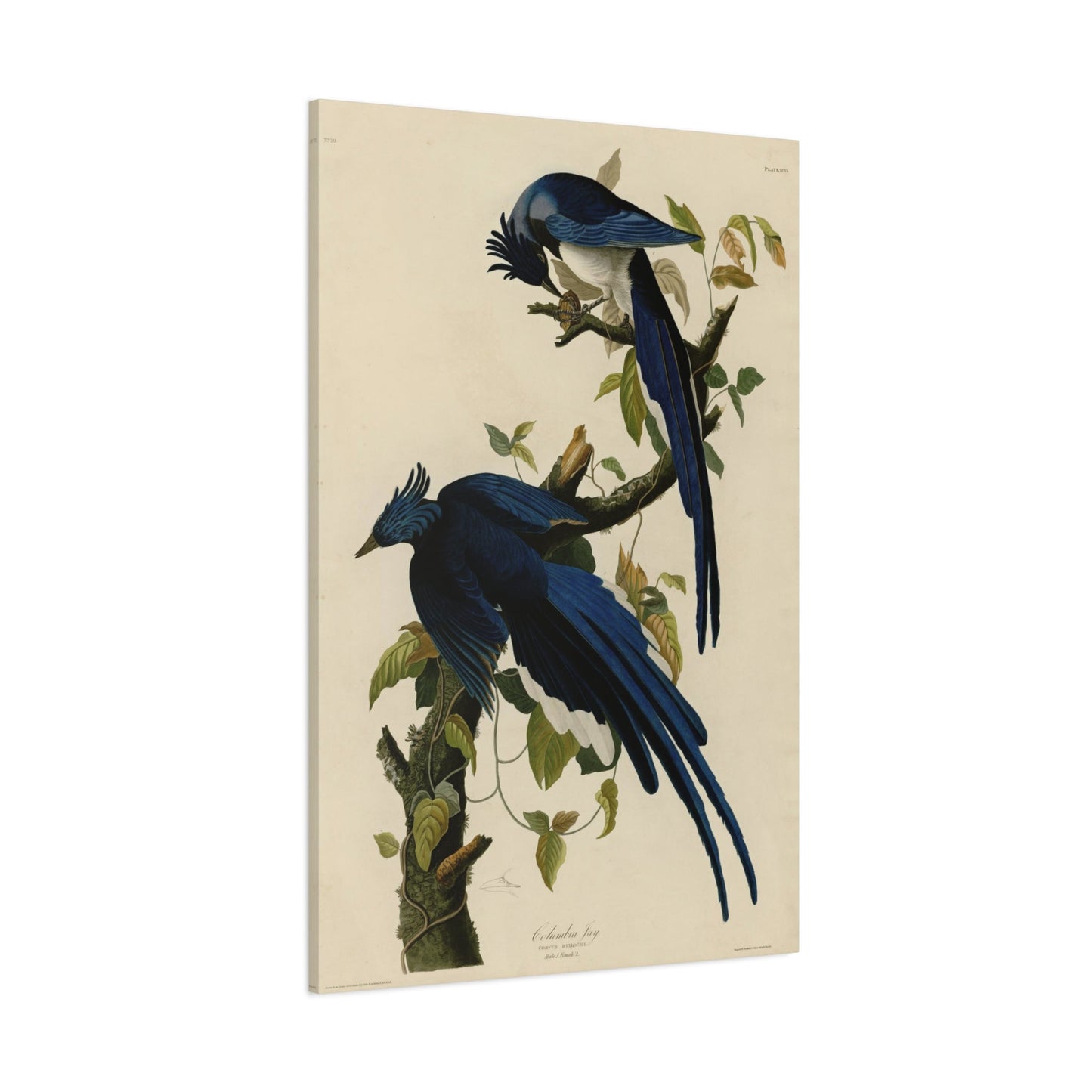 John James Audubon Columbia Jay - Parrot Canvas Wall Art Print