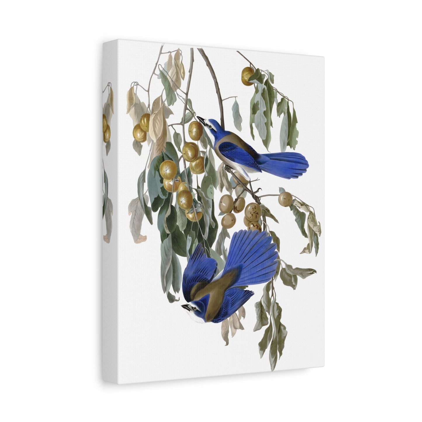 John James Audubon Florida Jay - Birds Canvas Wall Art Print