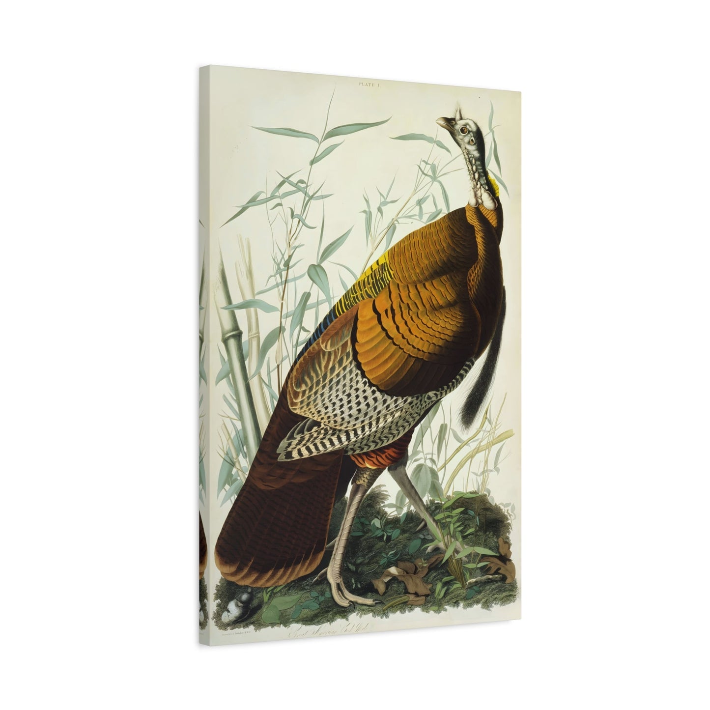 John James Audubon Great American Cock Wild Turkey - Canvas Print