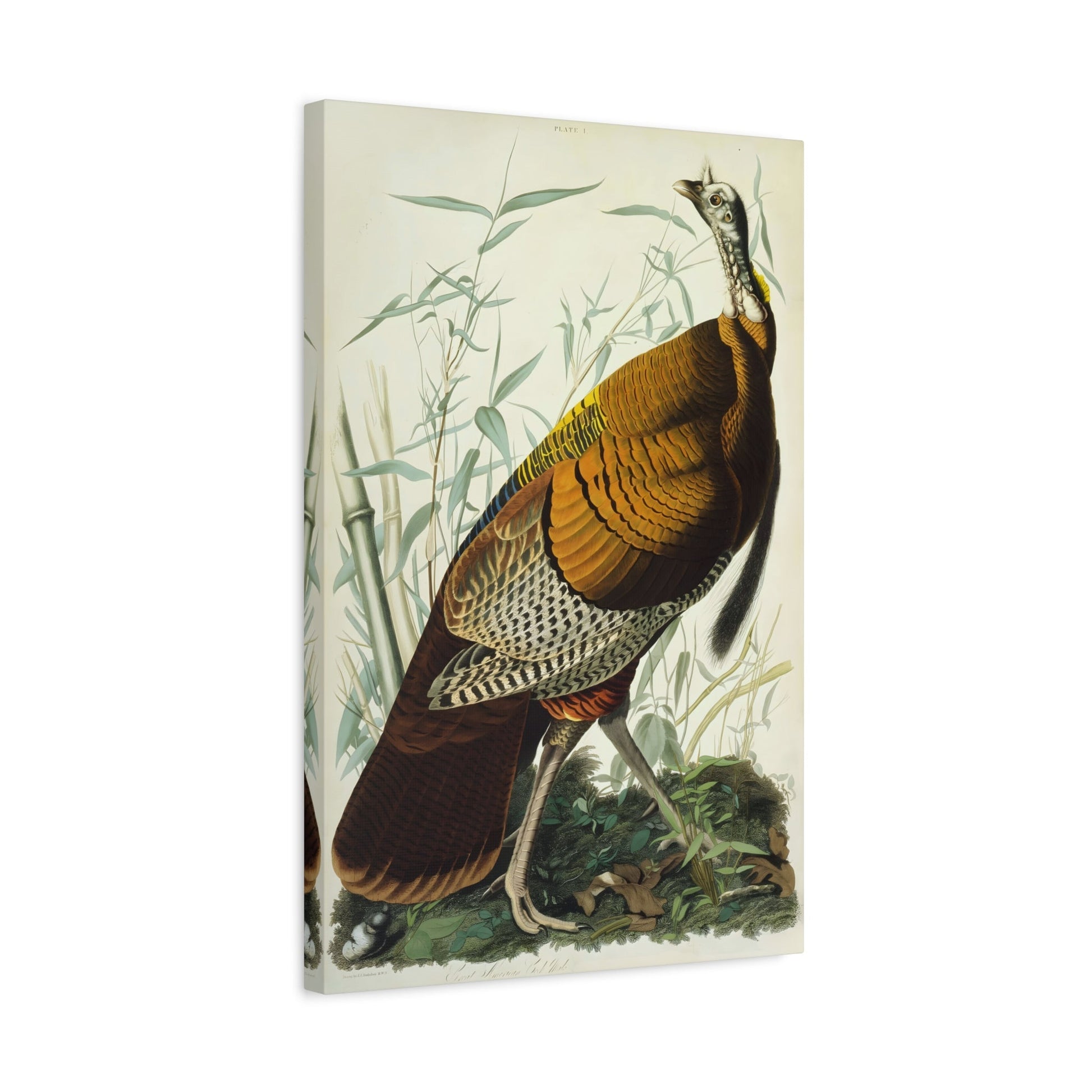 John James Audubon Great American Cock Wild Turkey - Canvas Print