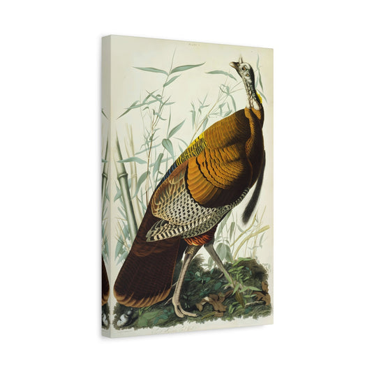 John James Audubon Great American Cock Wild Turkey - Canvas Print