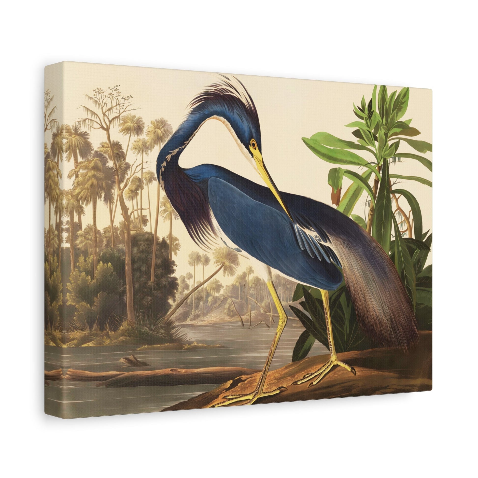 John James Audubon Louisiana Heron - Canvas Wall Art Print