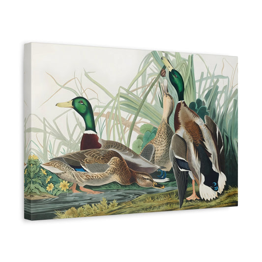 John James Audubon Mallard Duck - Birds of America Canvas Print