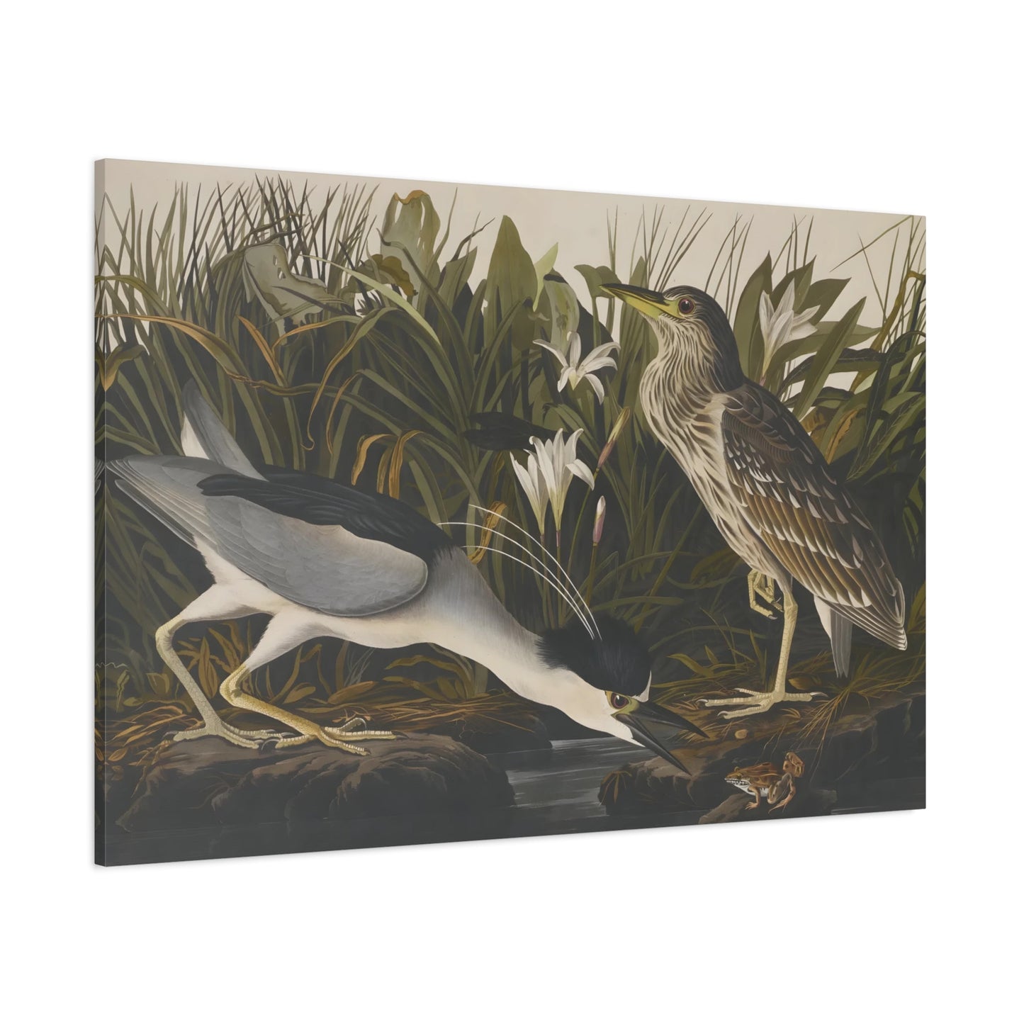 John James Audubon Night Heron - Qua Bird Canvas Wall Art Print