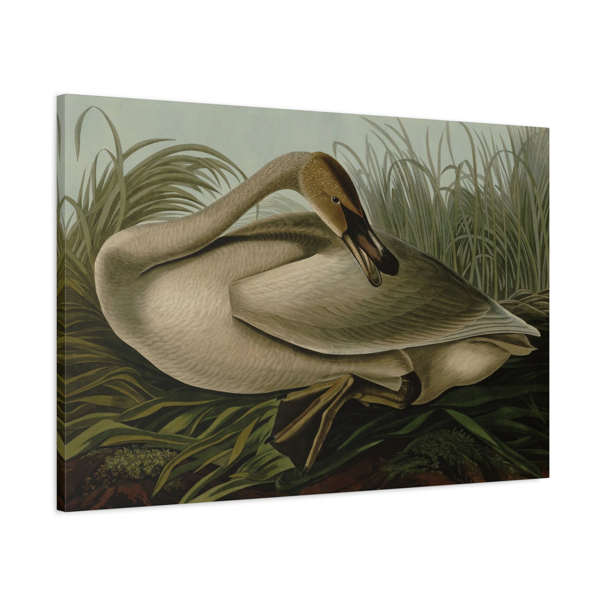 John James Audubon Trumpeter Swan - Canvas Wall Art Print Reproduction