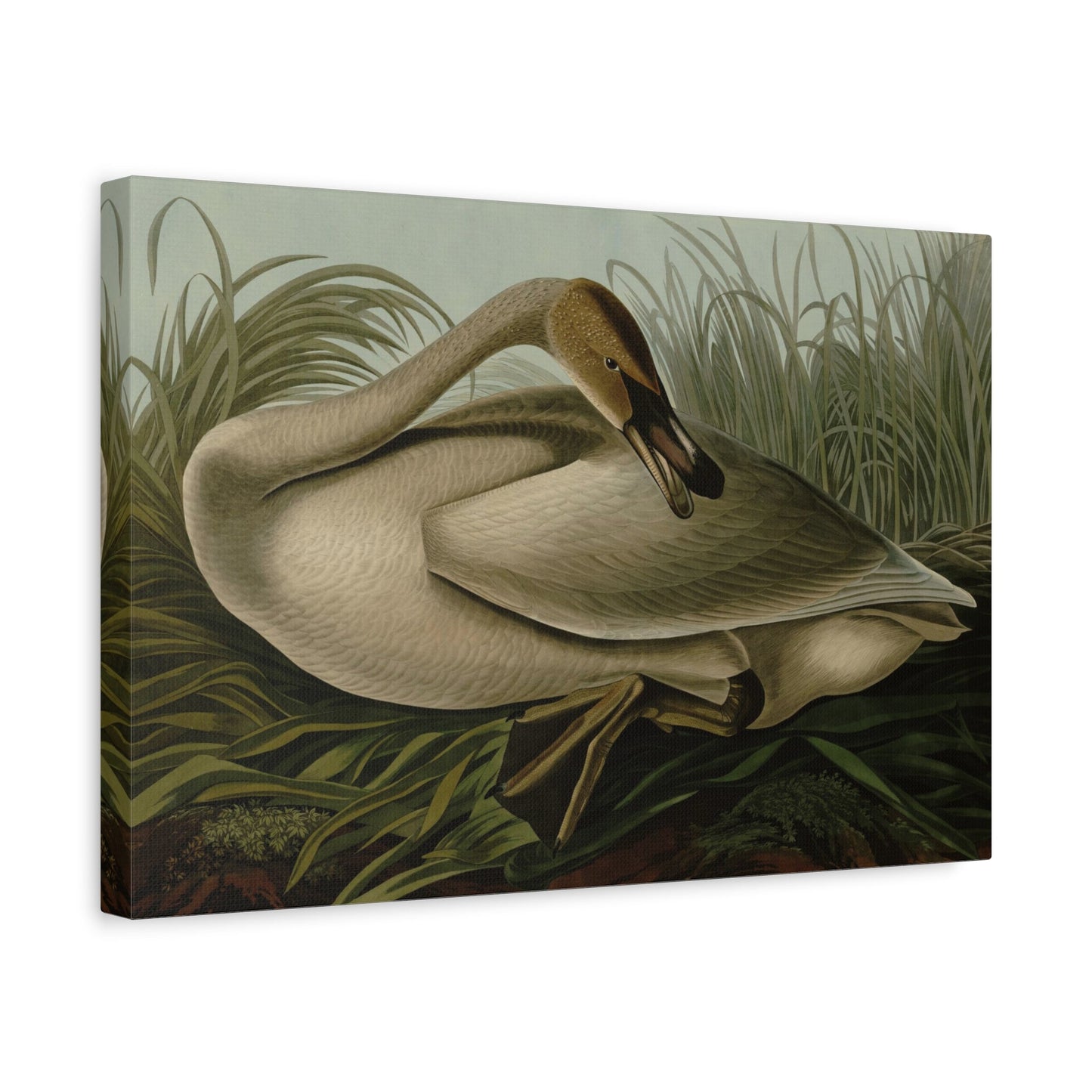 John James Audubon Trumpeter Swan - Canvas Wall Art Print Reproduction