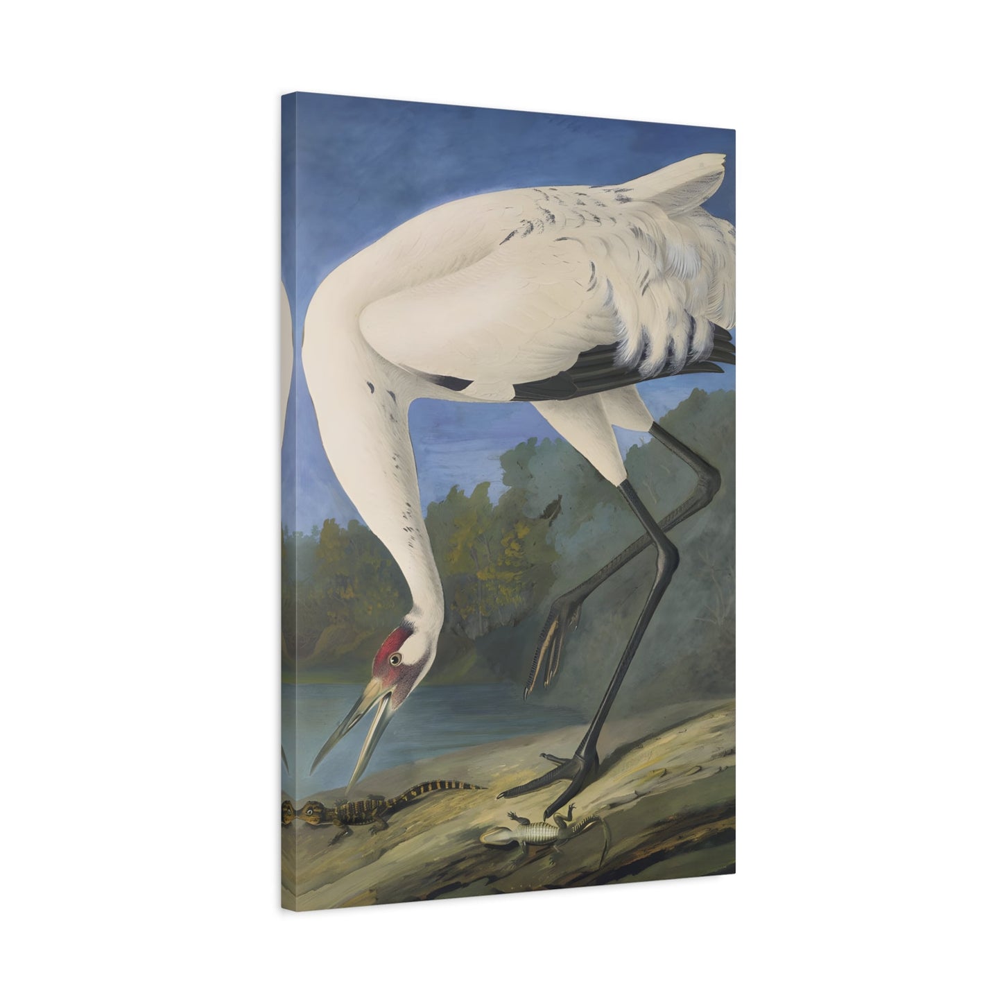 John James Audubon Whooping Crane - Canvas Wall Art Print Reproduction