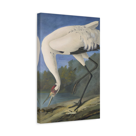 John James Audubon Whooping Crane - Canvas Wall Art Print Reproduction