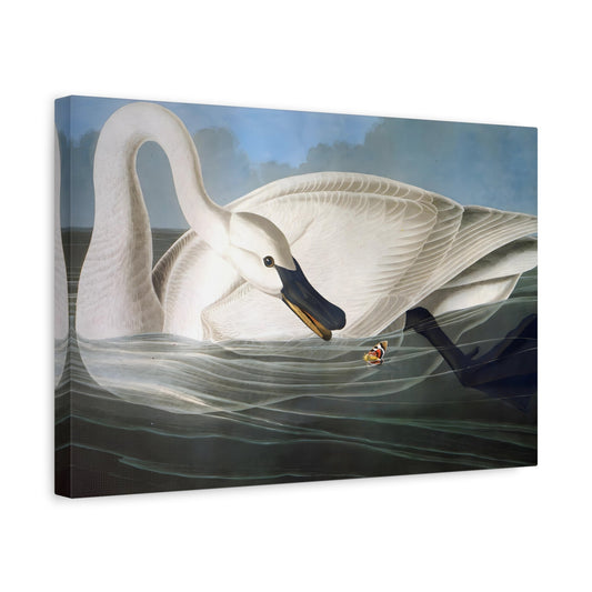 Large Trumpeter Swan Audubon Canvas Wall Art Print - YesArtYes