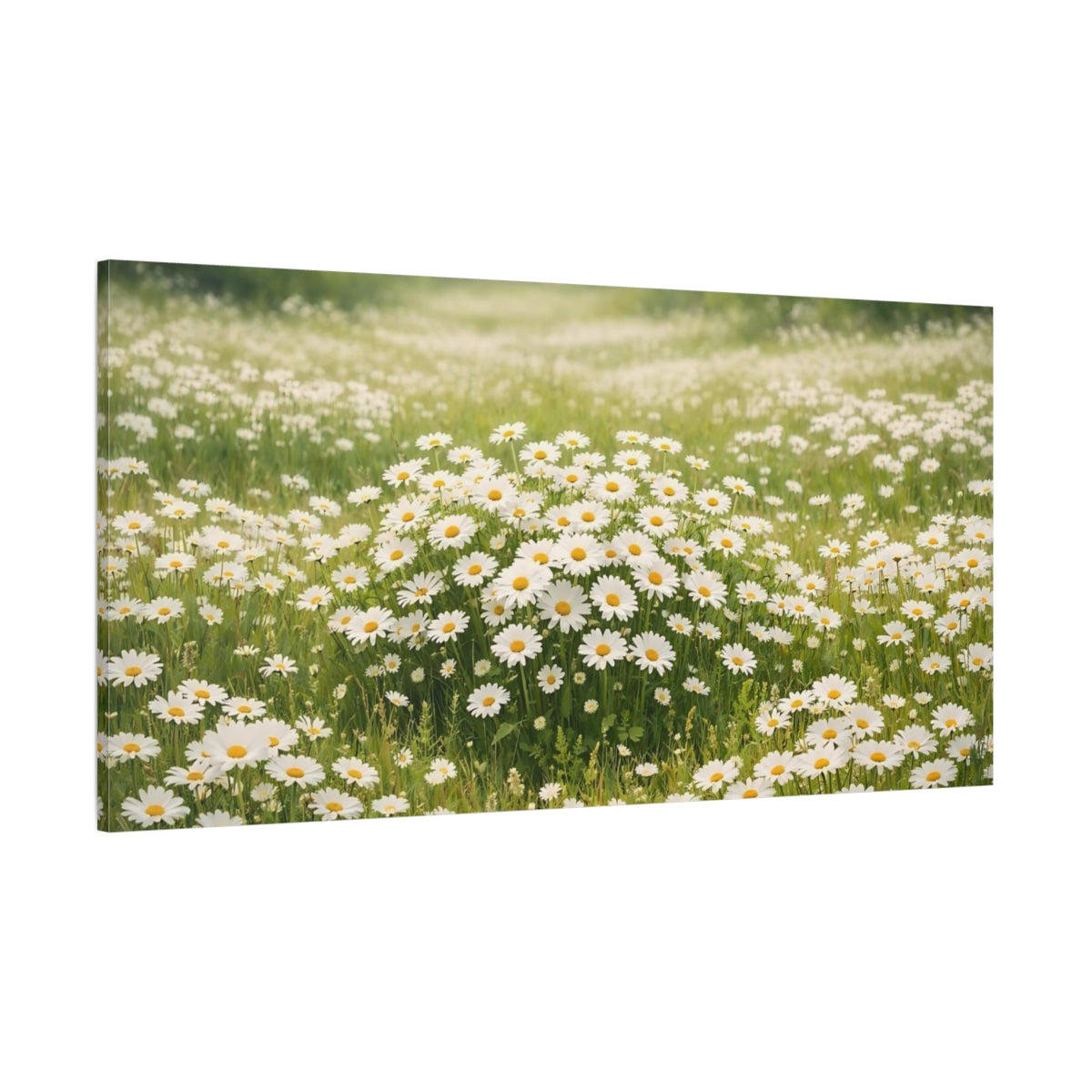 Main Mockup. Nature Daisies White Daisies Field shown as stretched canvas wall art