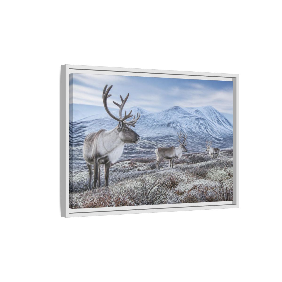 Side Mockup 1. Nordic Reindeer In Tundra shown as framed canvas print
