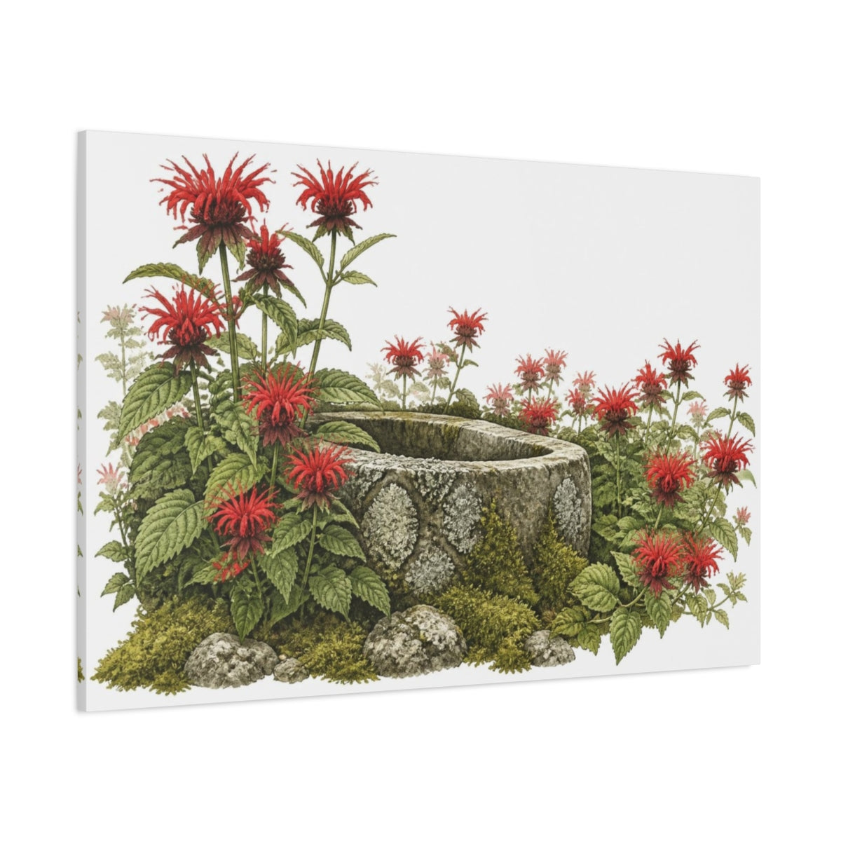 Side Mockup 1. Scarlet Bee Balm And Stone Trough shown as canvas print